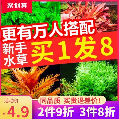 淡水水生植物素材模板 淡水水生植物图片下载 小麦优选