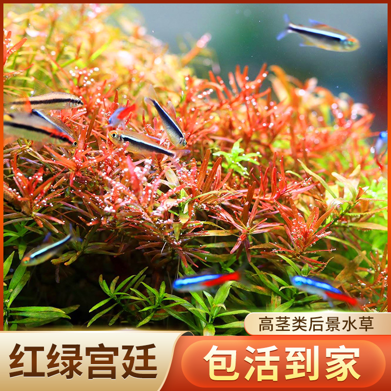 血红宫廷绿宫廷水草植物真草鱼缸水草造景水族活净水阴性新手懒人