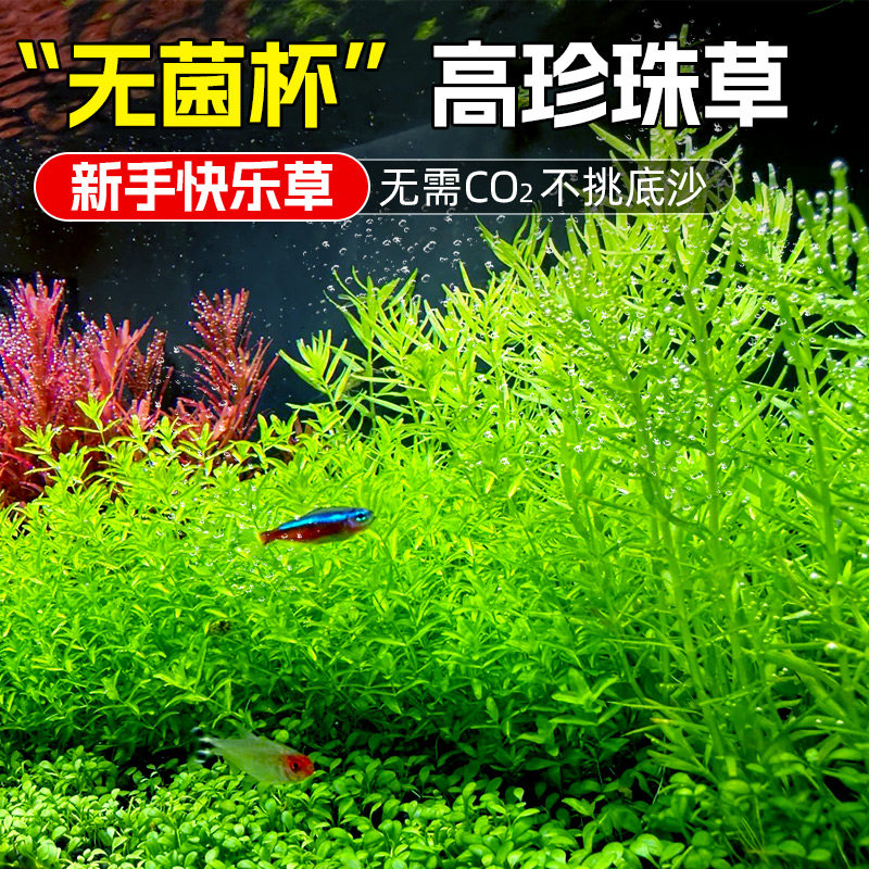 无菌杯高珍珠水草坨草鱼缸造景专用阴性淡水增氧净水水下植物新手