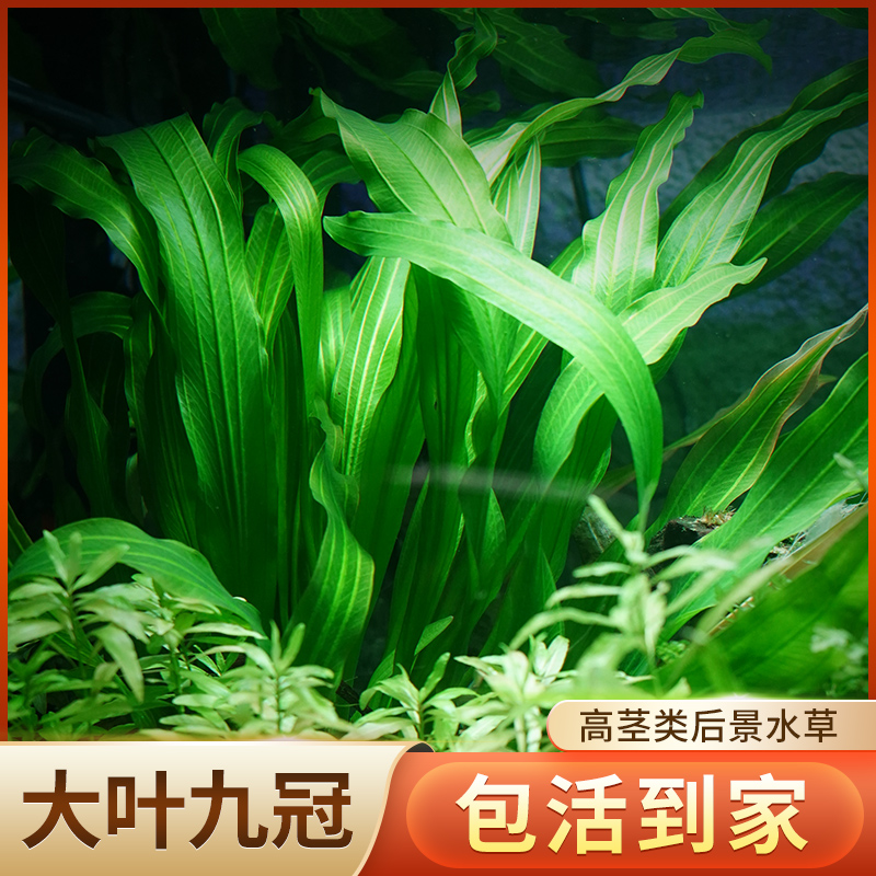 大叶绿九冠水草植物真草鱼缸水草造景水族活净水阴性新手懒人套餐