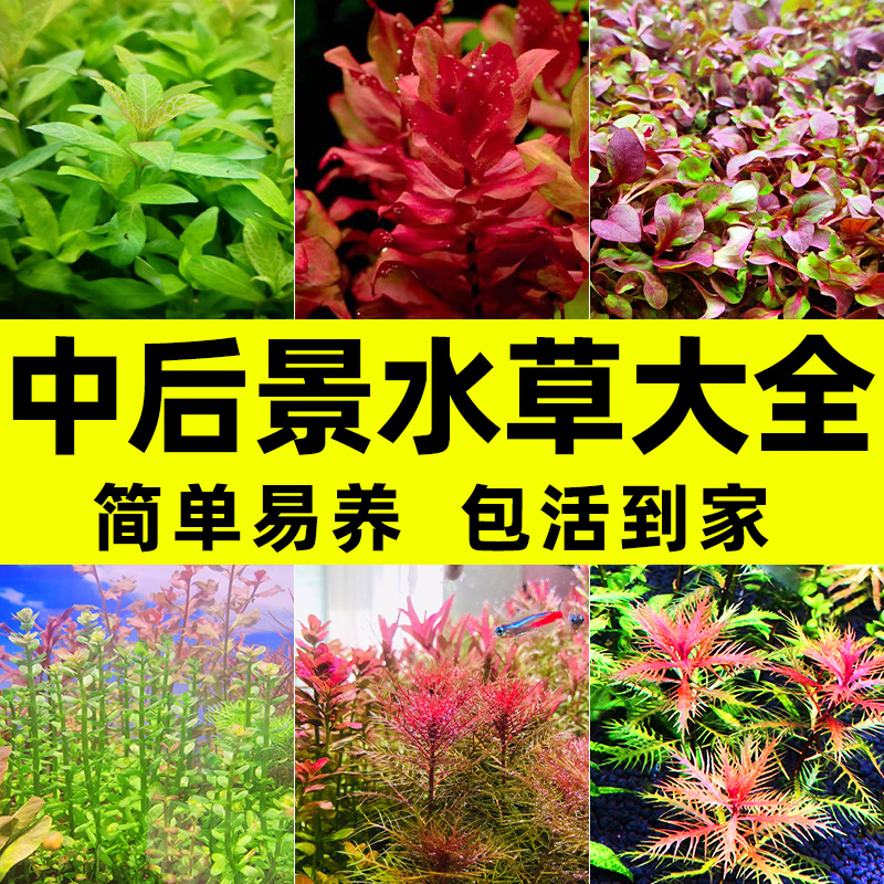鱼缸水草造景套餐增氧植物活体淡中后景阴性绿菊蜈蚣宫廷紫红丁香