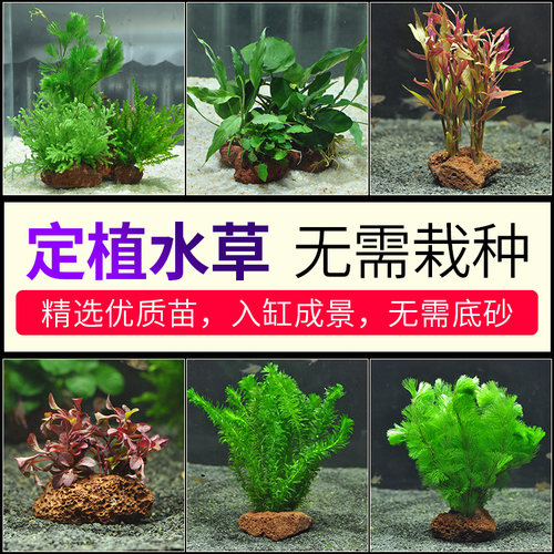 水草活体淡水植物素材模板 水草活体淡水植物图片下载 小麦优选