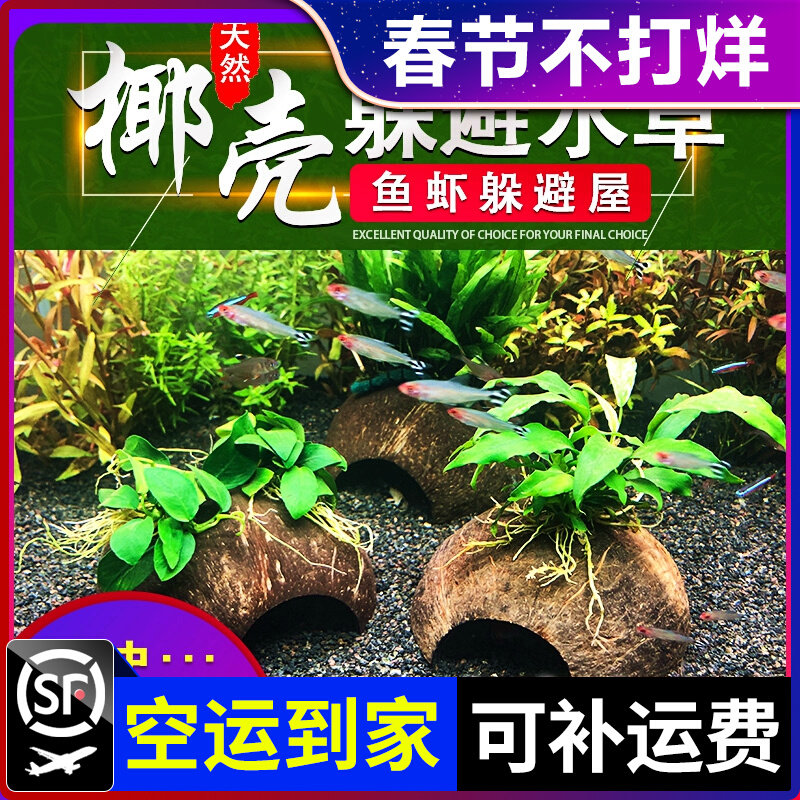 鱼缸造景沉木水榕懒人真水草淡水阴性植物懒人水草躲避屋易养活 青色水景空间 淘优券