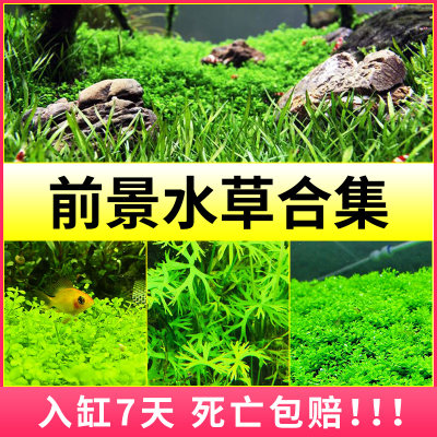 前景水草鱼缸造景活体懒人淡水植物阴性天湖爬地大矮珍珠迷你牛毛 青色水景空间 淘优券