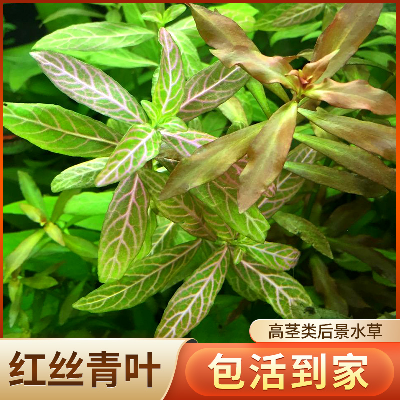 红丝青叶水草植物真草鱼缸