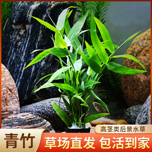 南美青竹水草植物鱼缸造景