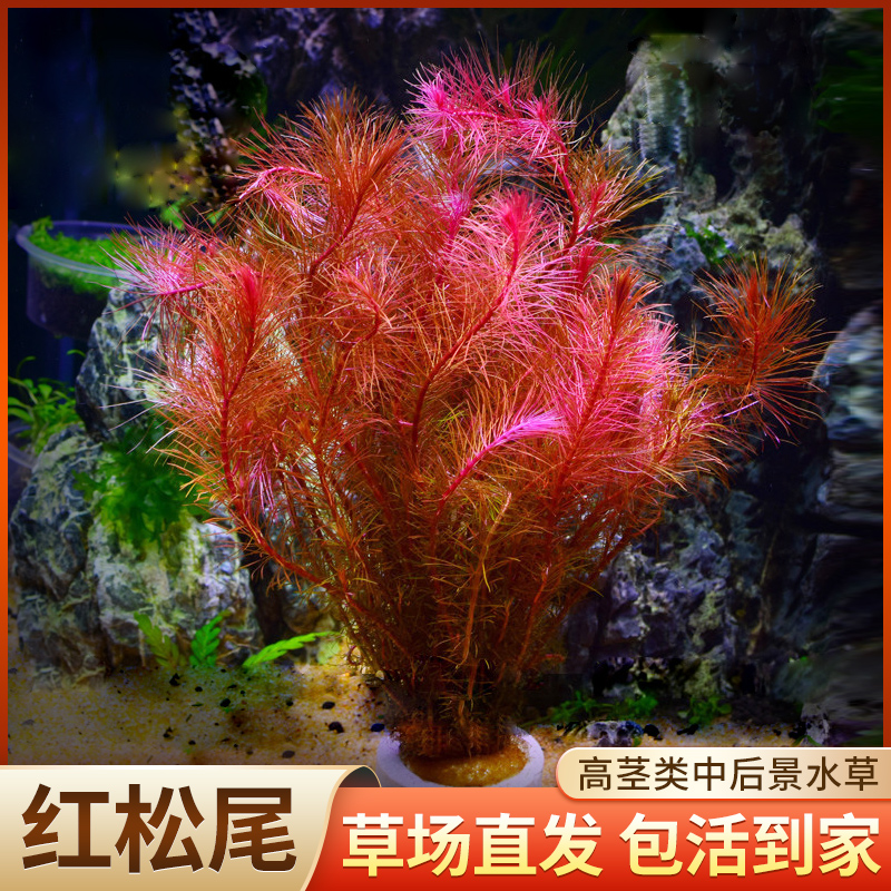 红松尾水草植物真草鱼缸水草造景水族活净水阴性新手懒人造景套餐