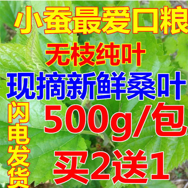 新鲜桑叶桑树现摘嫩叶大苗长桑叶新鲜2斤1斤小蚕叶蚕宝宝食物包邮|ruв категории традиционные питательный пища, гомологический продовольствия, медикаментов и продовольствия, тутовый лист - от Buy2taobao.com для оказания профессиональной услуги покупки агента Taobao