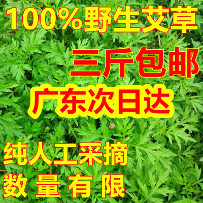 现摘新鲜艾草野生青团清明