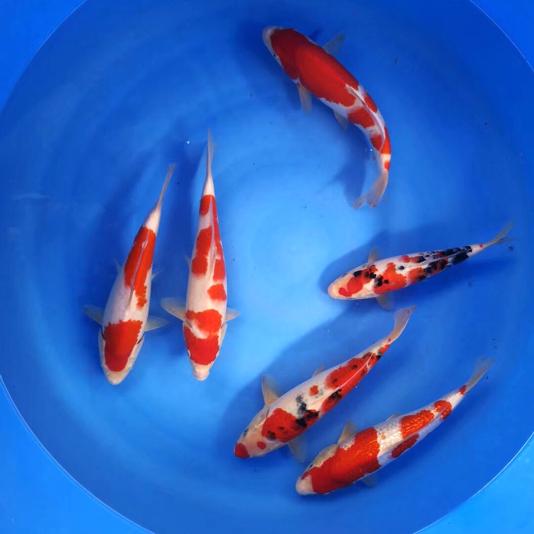 观赏鱼锦鲤活鱼活体金鱼日本纯种锦鲤三色昭和红白大正冷水鱼包活