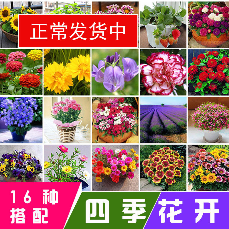 向日葵花籽四季素材模板 向日葵花籽四季图片下载 小麦优选