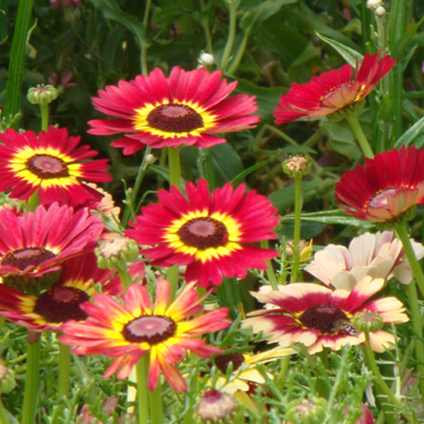 花环菊春季观花植物秋季开花不断播种花卉种子阳台散装花种籽菊花