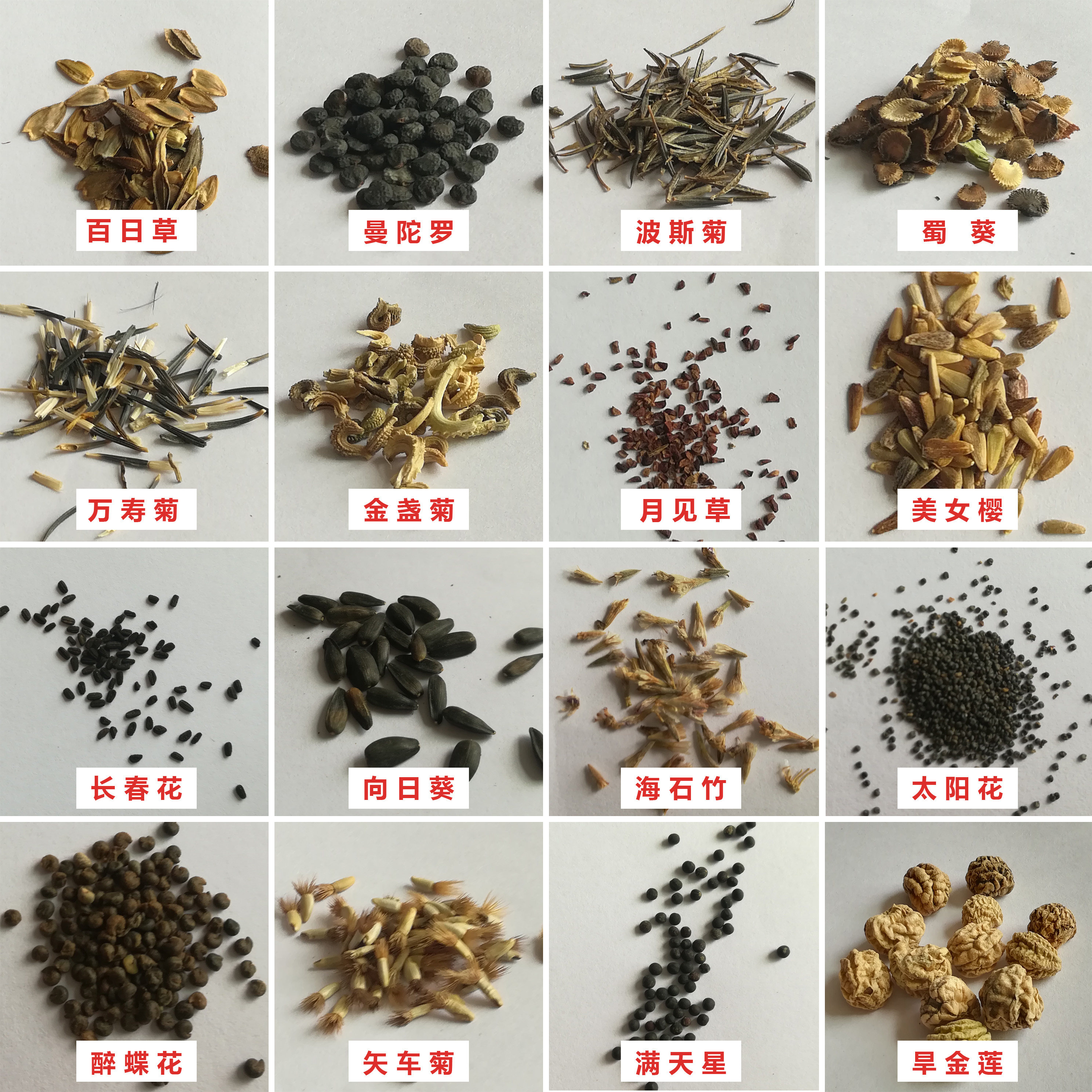 太阳花满天星向日葵阳台盆栽春季花种籽子室内外四季观赏植物种子_虎窝淘