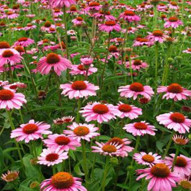 紫色松果菊国产花卉种子 四季多年生花籽 紫锥花庭院散装春季草花