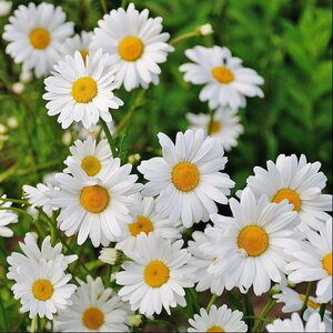 白菊花种子价格 白菊花种子图片 星期三