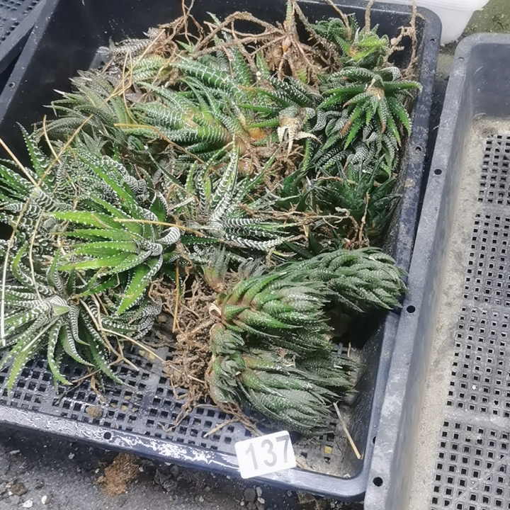 137硬叶一筐