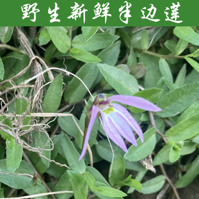 新鲜现挖野生半边莲 急解索 细米草蛇舌草半边花水仙花草镰么仔草