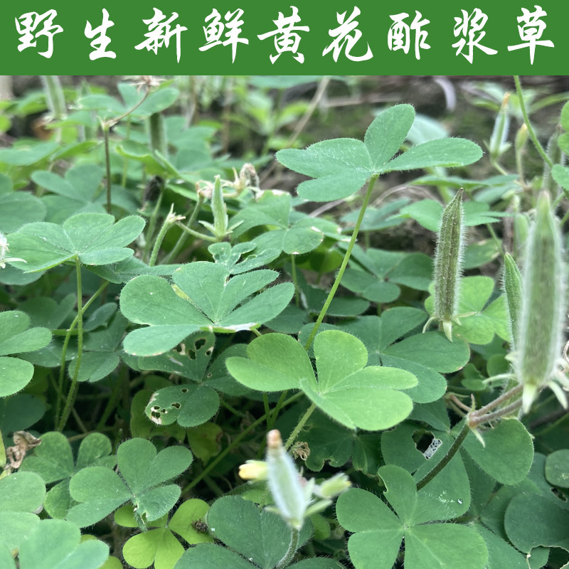 酸浆草酸酸草斑鸠酸三叶酸醋母草鸠酸草小酸茅雀林草赤孙施醋啾啾