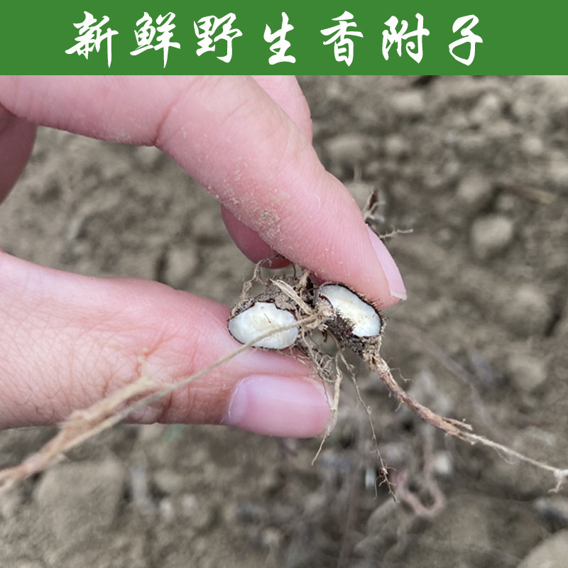 新鲜也生莎草香附子雷公头现挖现发没有硫磺小种香附子缘分草野草
