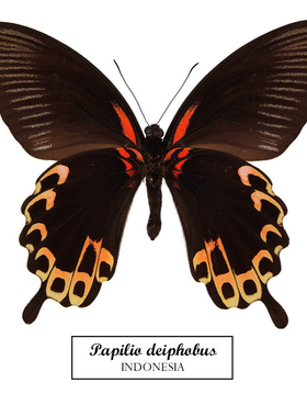 苔美凤蝶Papilio deiphobus真蝴蝶标本家居摆件家纺工画教师礼物