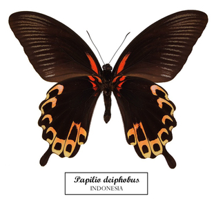 苔美凤蝶Papilio deiphobus真蝴蝶标本家居摆件家纺工画教师礼物