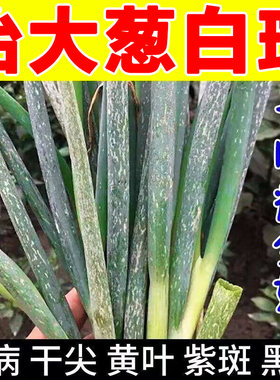 葱病药急救葱白斑黄叶干尖一喷好