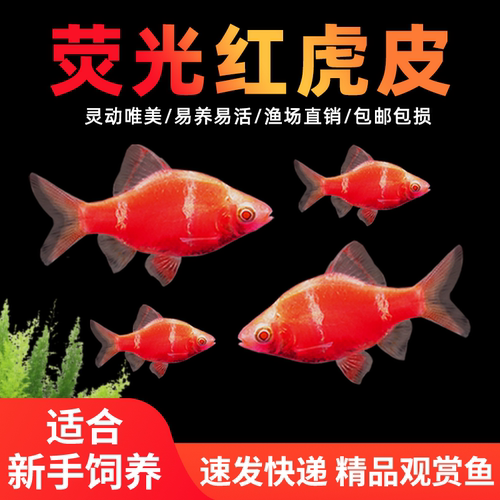 荧光红虎皮鱼小型热带鱼新手好养活淡水宠物鱼群游鱼鱼缸观赏小鱼