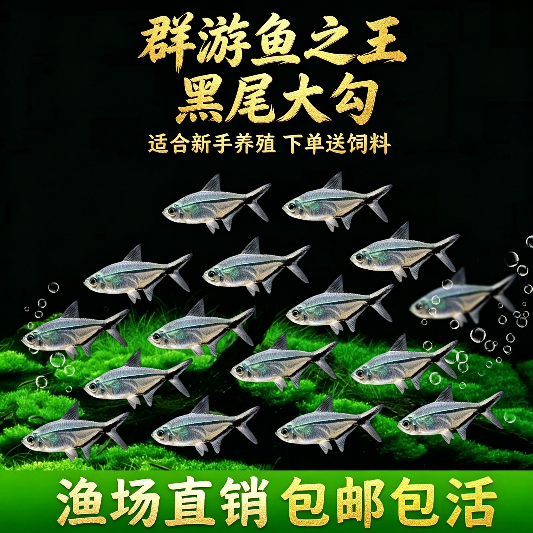 黑尾大勾群游鱼草缸小型鱼热带观赏鱼淡水红绿灯科鱼