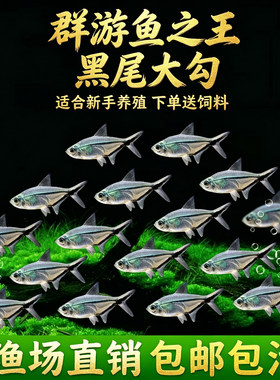 淡水黑尾大勾热带观赏鱼