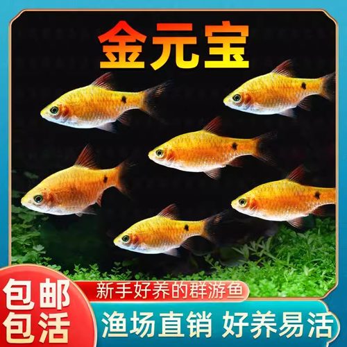 金元宝鱼玫瑰鲫鱼招财观赏鱼闯缸新手鱼耐低温小型鱼苗草缸鱼耐养