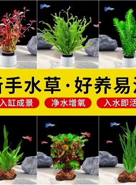 鱼缸水草植物造景净化水质火山制氧水草鱼缸专用懒人装饰新型摆件