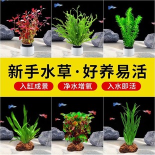 鱼缸水草植物造景净化水质火山制氧水草鱼缸专用懒人装 饰新型摆件