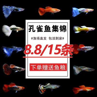 好养耐活孔雀鱼纯种小型热带鱼