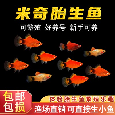 胎生鱼米奇鱼热带鱼耐活好养小型