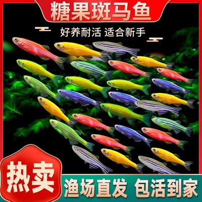 糖果斑马鱼活鱼淡水冷水好养耐活灯科鱼小型热带鱼苗观赏鱼