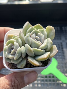 E25 包邮 多肉植物一物一拍18 汉堡两颗