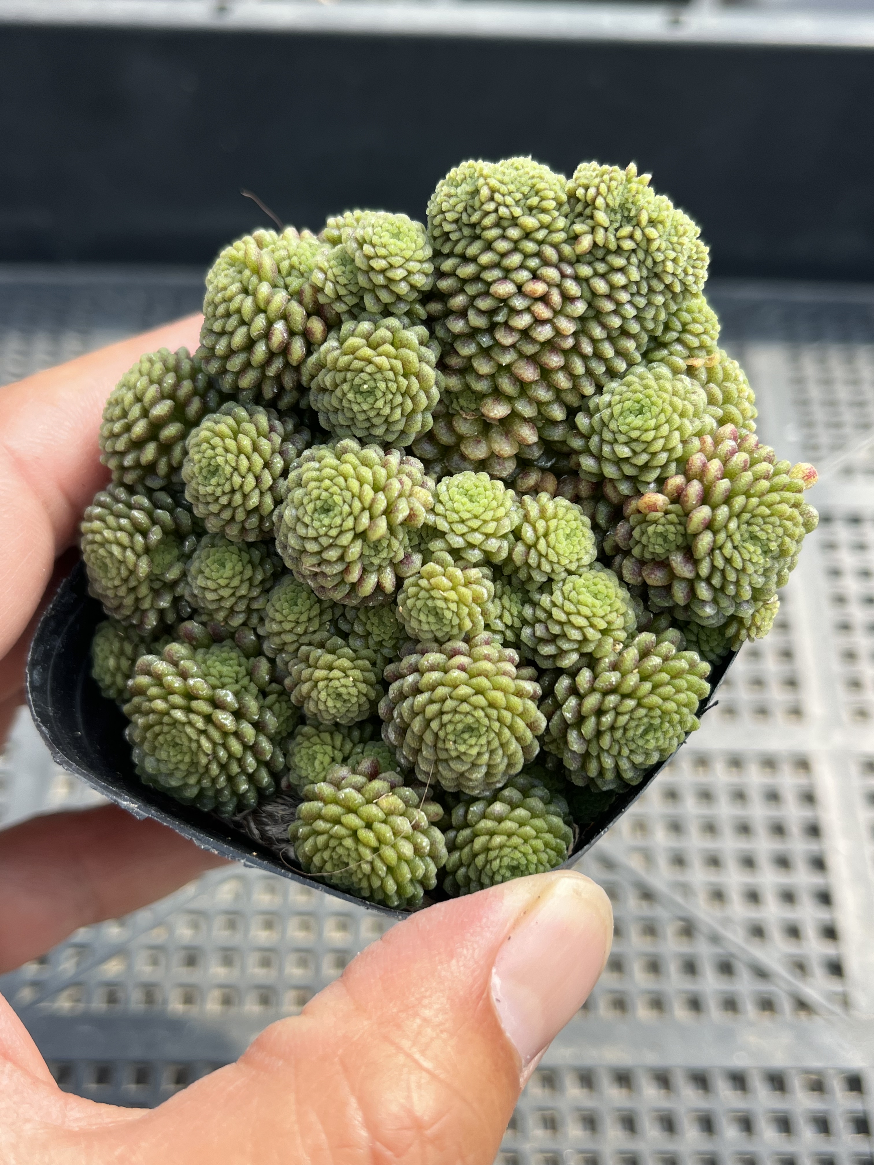 瑞典魔男缀化  多肉植物一物一拍18包邮D13