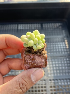 E25 包邮 多肉植物一物一拍18 萤火虫奶酪