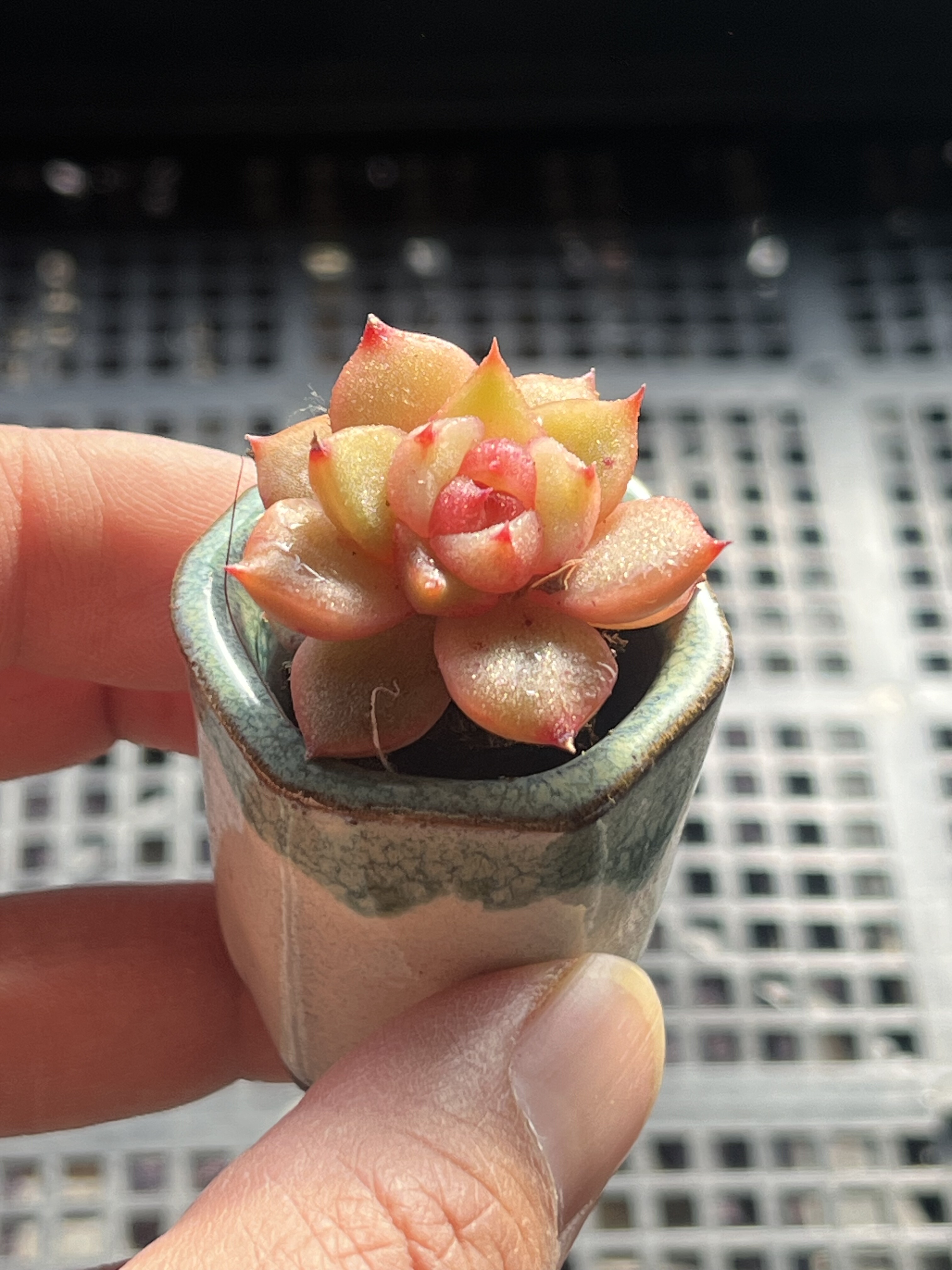 山茶花 多肉植物一物一拍18包邮Y20,鲜花速递/花卉仿真/绿植园艺,多肉植物,淘宝优惠券,粉丝福利购,淘宝优惠卷