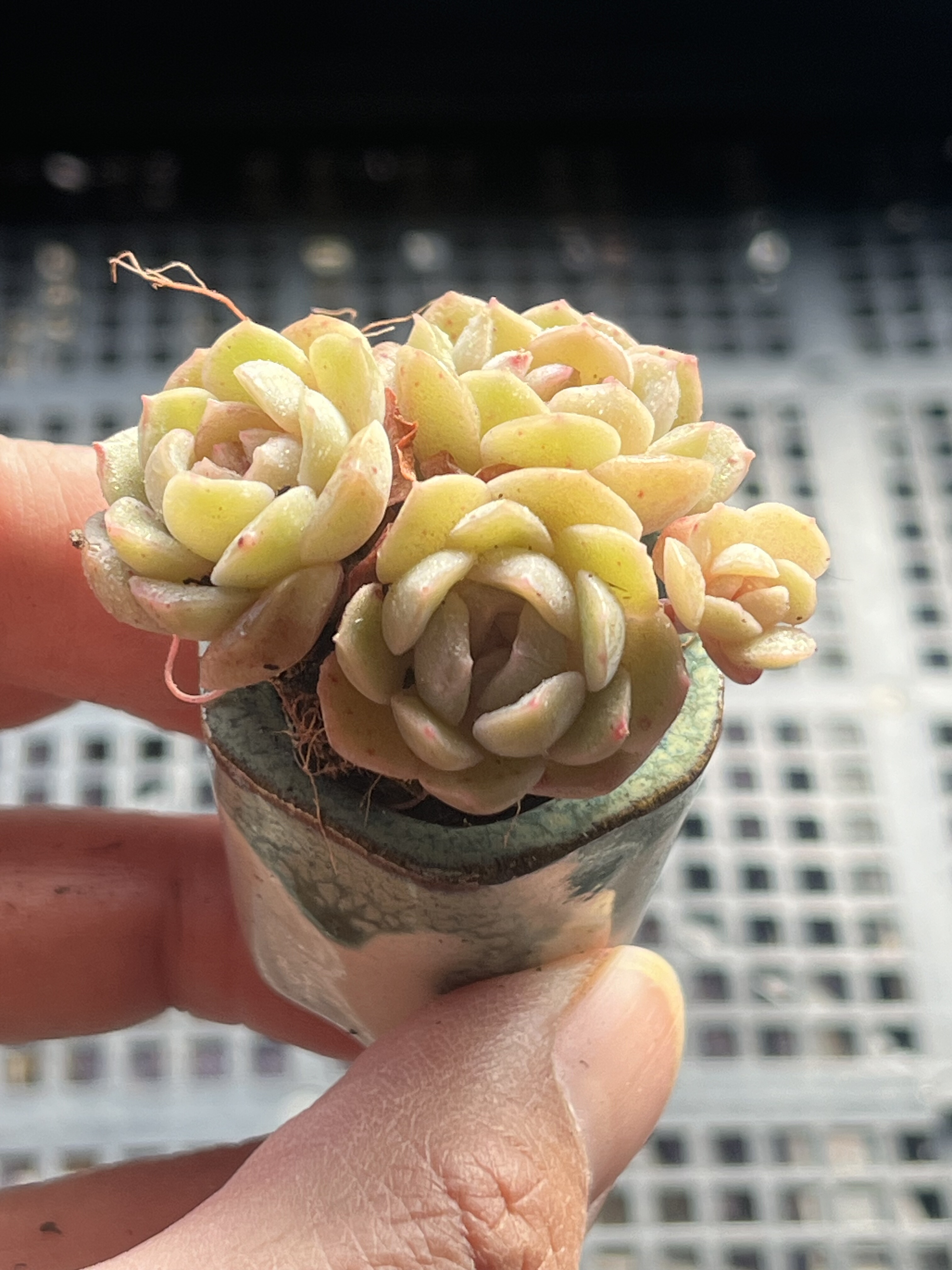 熔晶  多肉植物一物一拍18包邮Y20,鲜花速递/花卉仿真/绿植园艺,多肉植物,淘宝优惠券,粉丝福利购,淘宝优惠卷