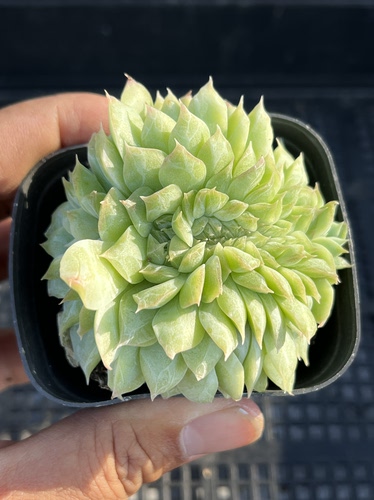 女王缀化  多肉植物一物一拍18包邮J22