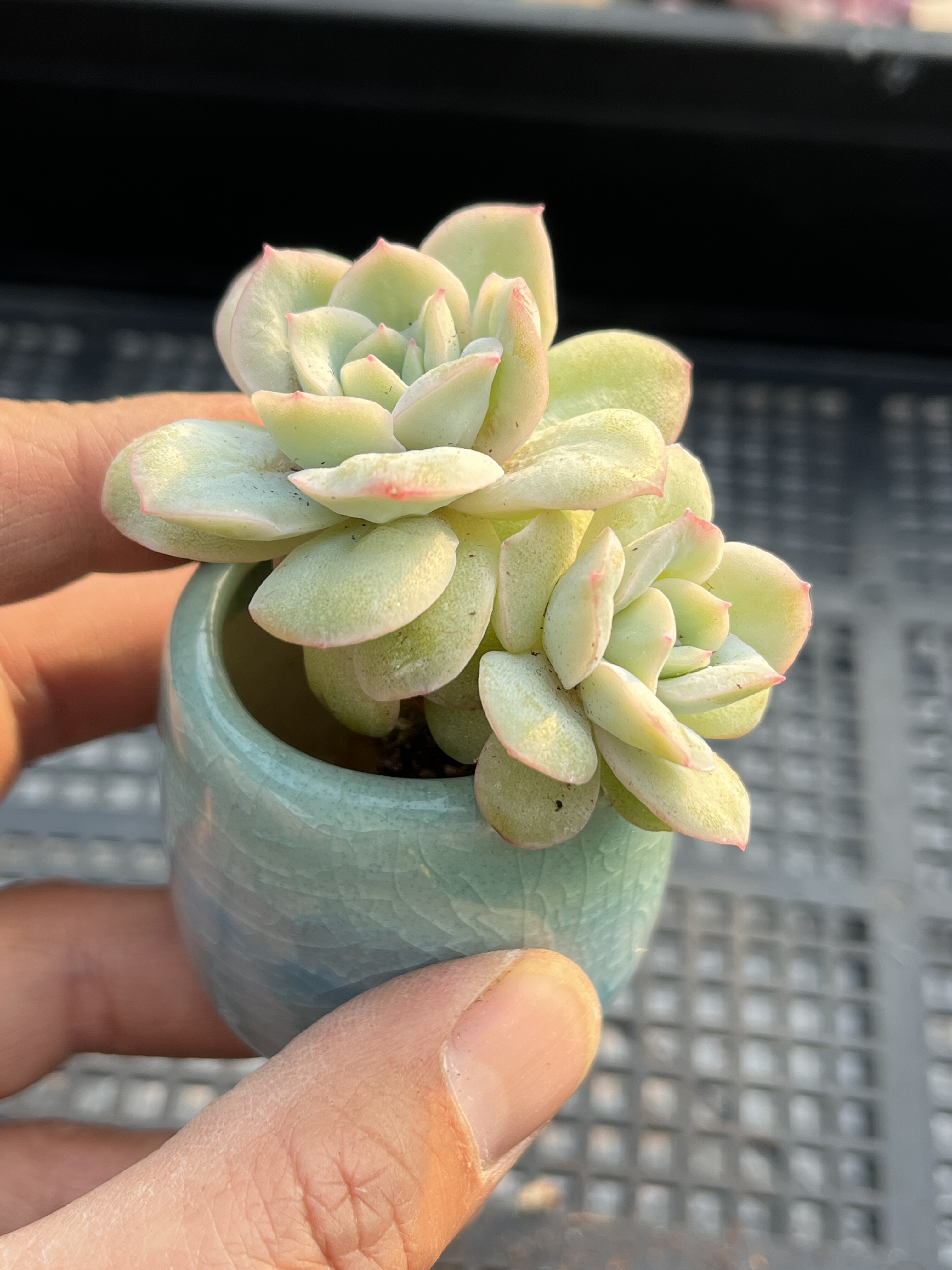 泡泡纱裙  多肉植物一物一拍18包邮Y23-2,鲜花速递/花卉仿真/绿植园艺,多肉植物,淘宝优惠券,粉丝福利购,淘宝优惠卷