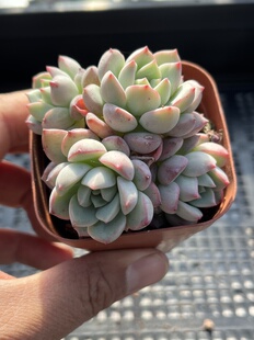 E25 包邮 多肉植物一物一拍18 杂交