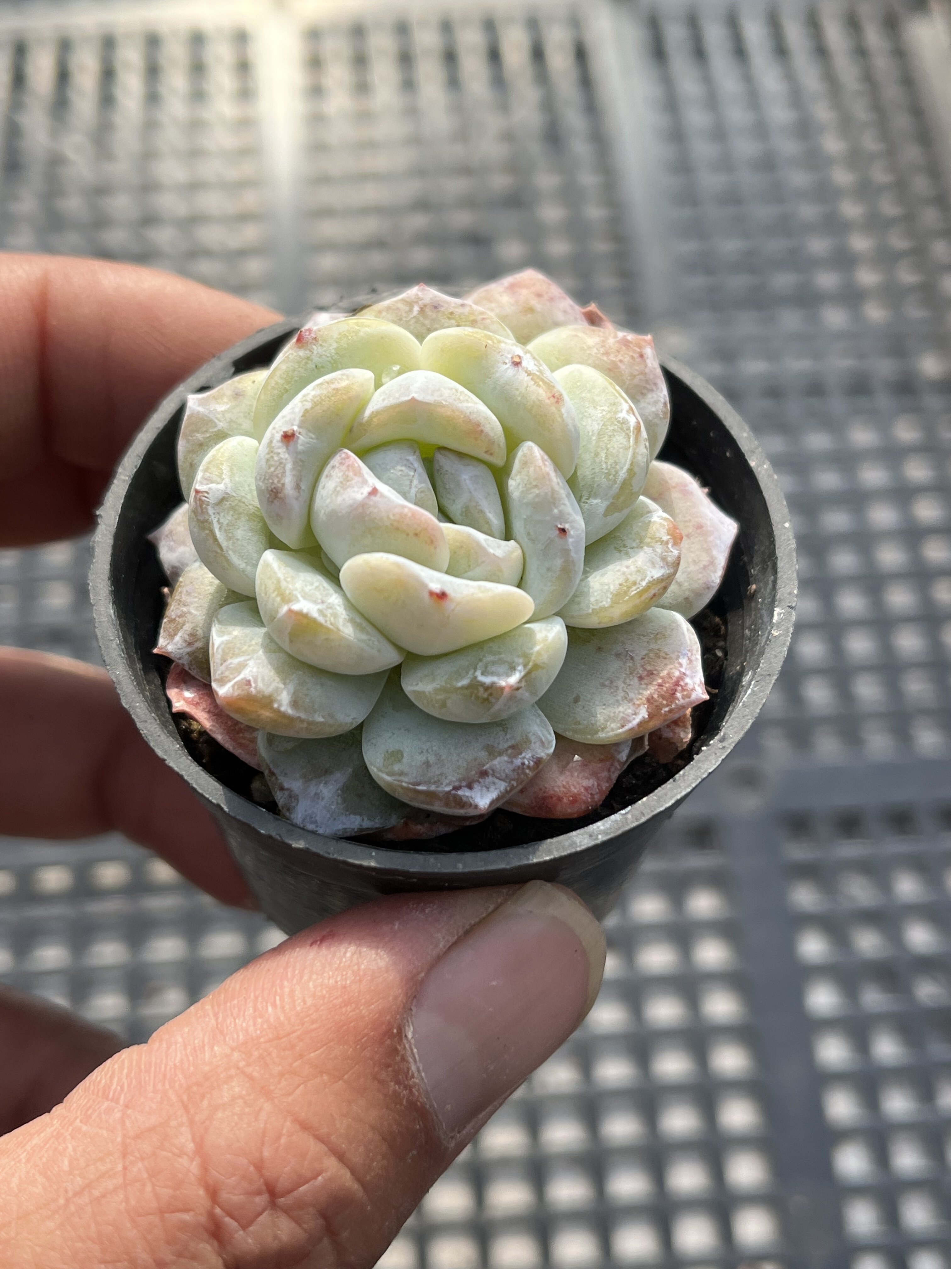 冰玉杂交  多肉植物一物一拍18包邮 Y28-1