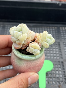 冰玉不整 多肉植物一物一拍18包邮E9