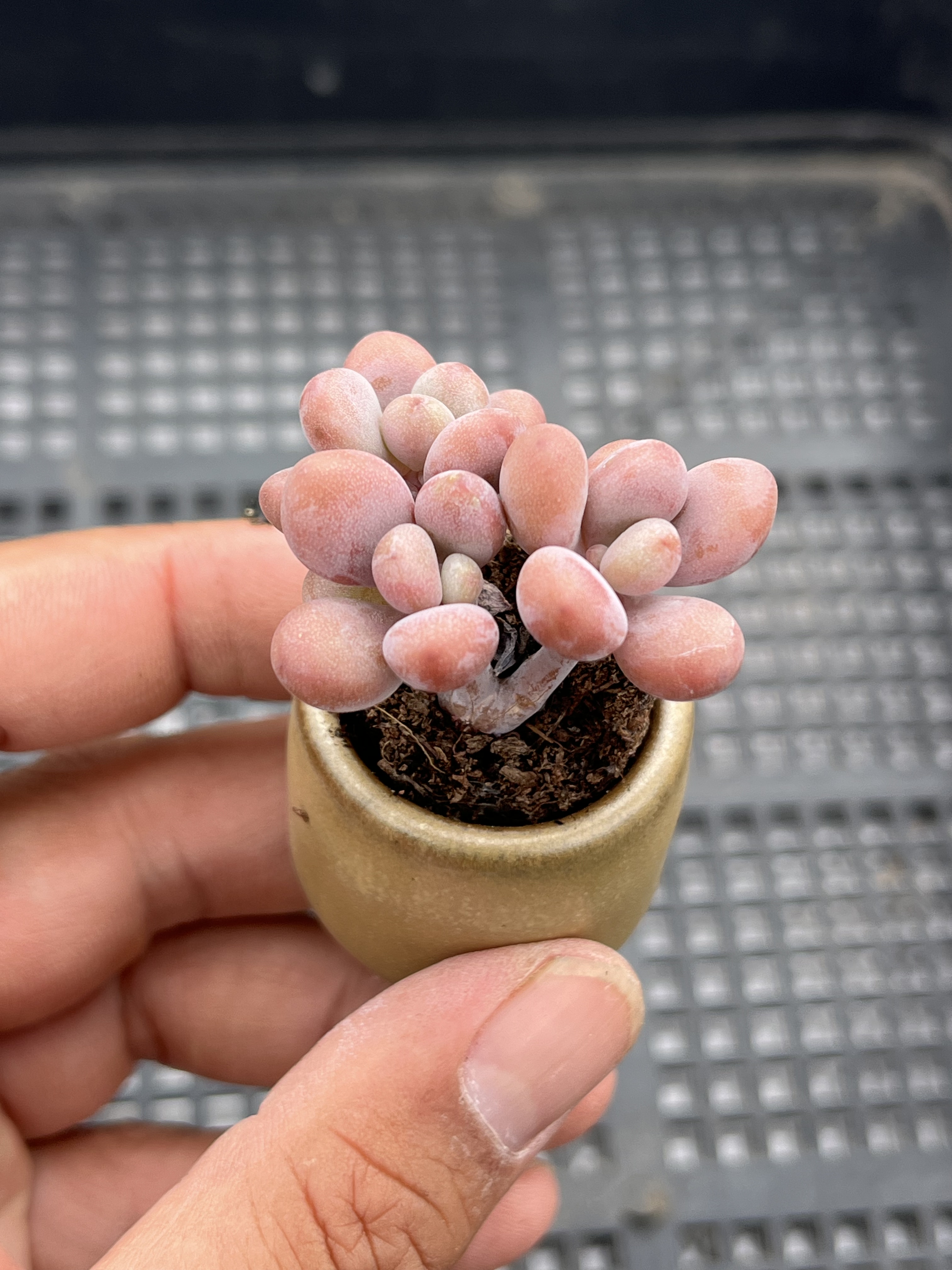 丸叶桃蛋  多肉植物一物一拍18包邮J21
