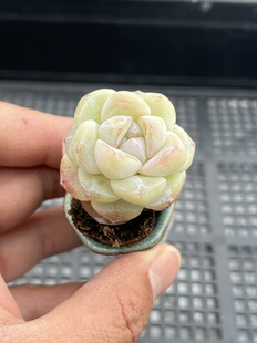 冰玉 多肉植物一物一拍18包邮E10