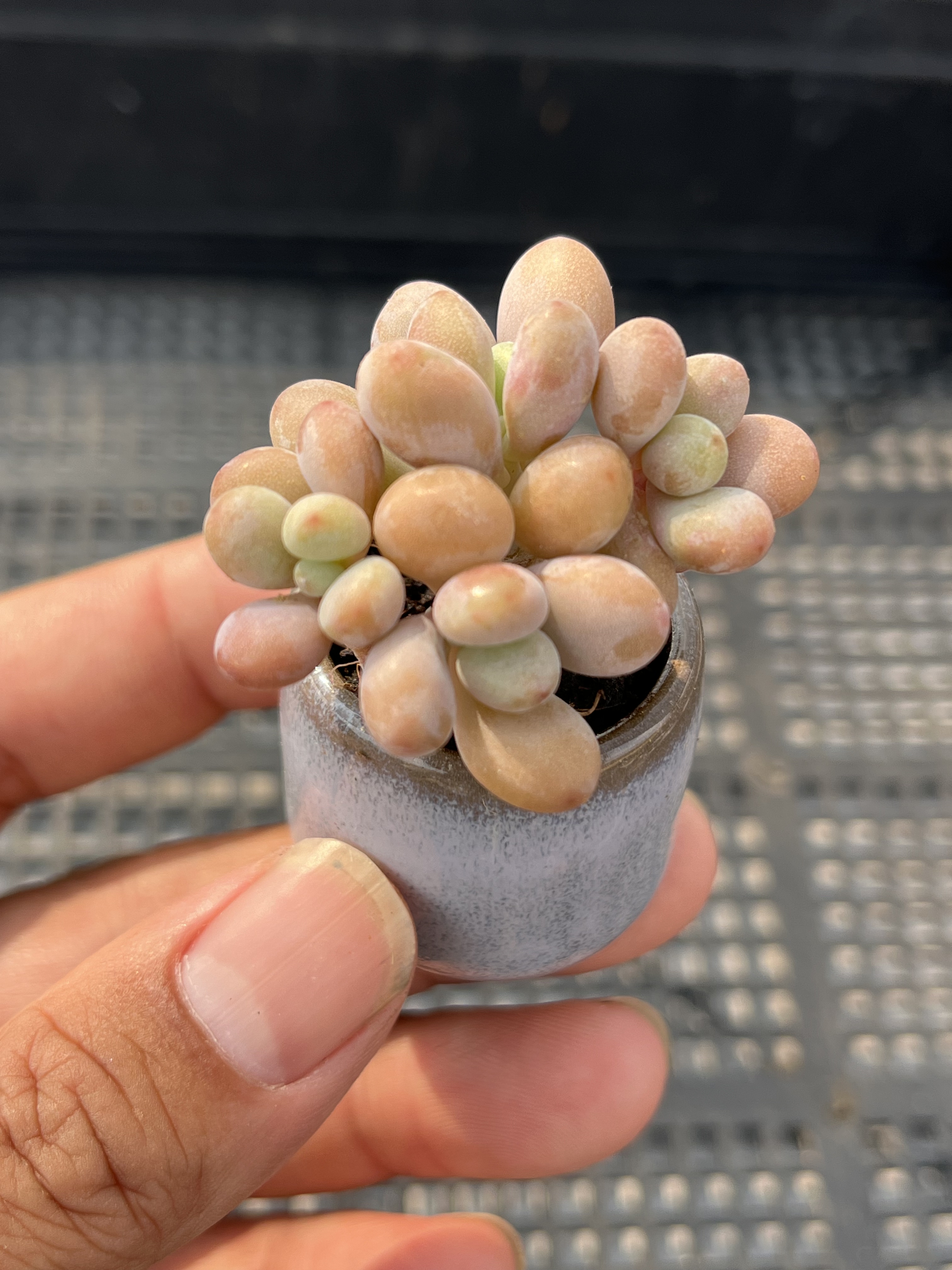 丸叶桃蛋  多肉植物一物一拍18包邮J18