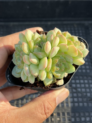 琴心  多肉植物一物一拍18包邮J22