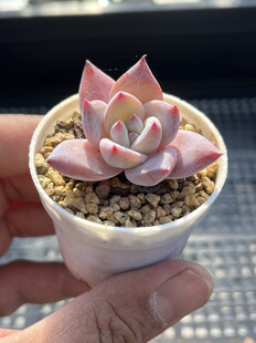 E25 包邮 多肉植物一物一拍18 墨西哥巨人